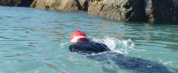 Swim around Asparagus Island