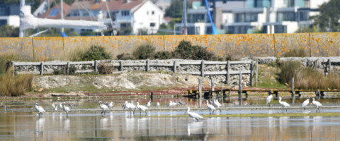 Brownsea Island Games