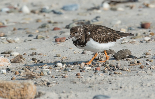 Bird Watching In Benbecula 