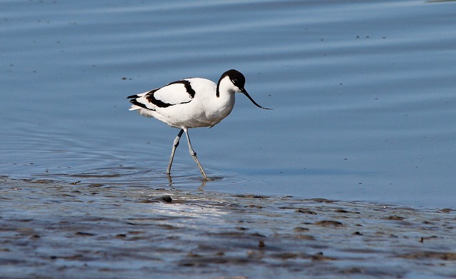 Bird watching & nature on Two Tree Island | Islandeering